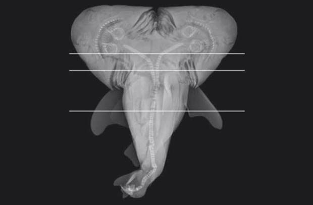 two-headed-shark-radiograph-660x433